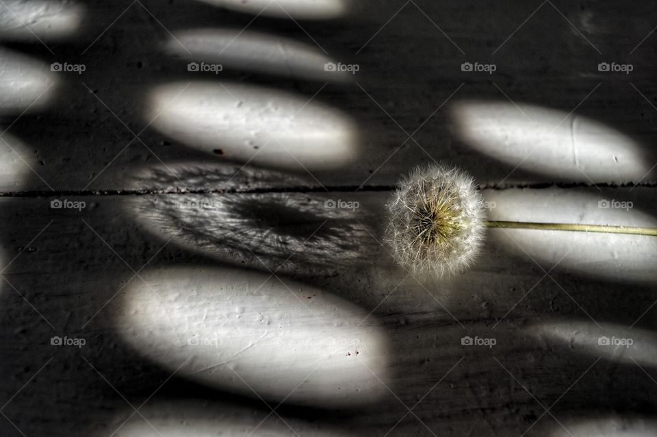 Desktop, Closeup, Nature, Shadow, Food