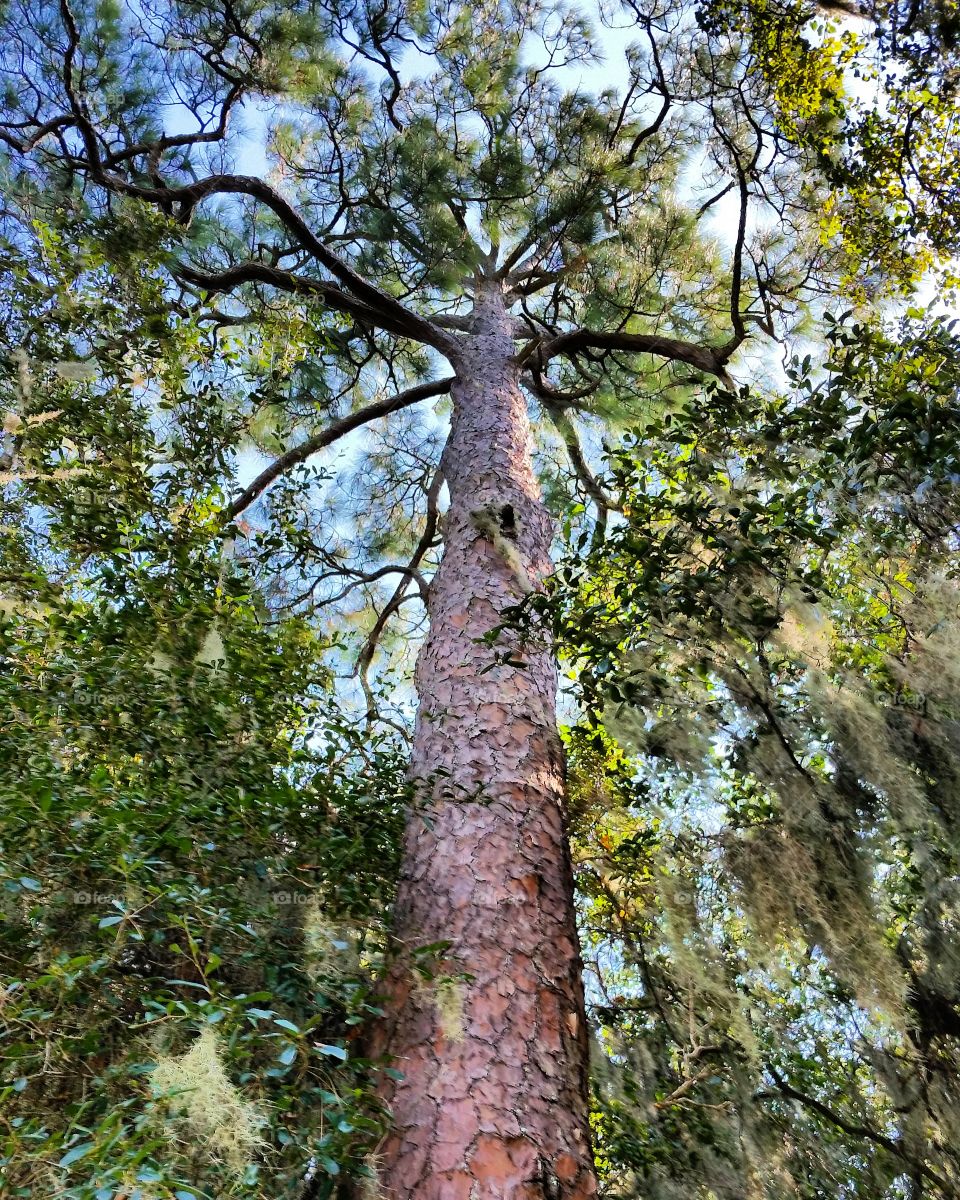 Tall Large Pine Tree