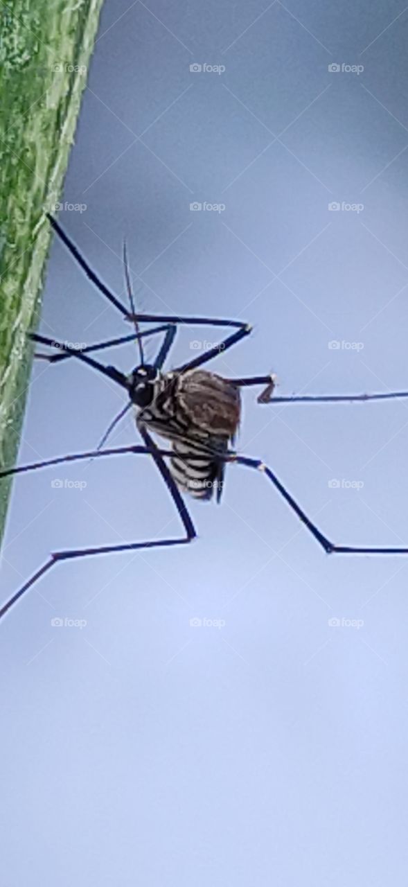 Dangerous diseases spreading mosquito