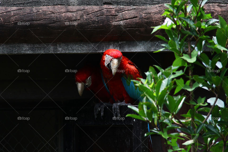 A parrot taking shelter in the wild animal zoo, china.