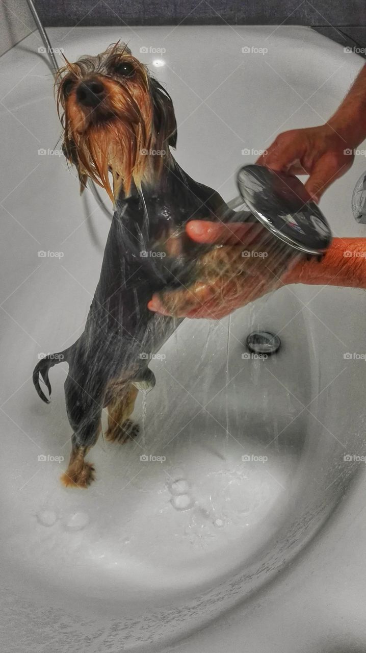 Shower dog