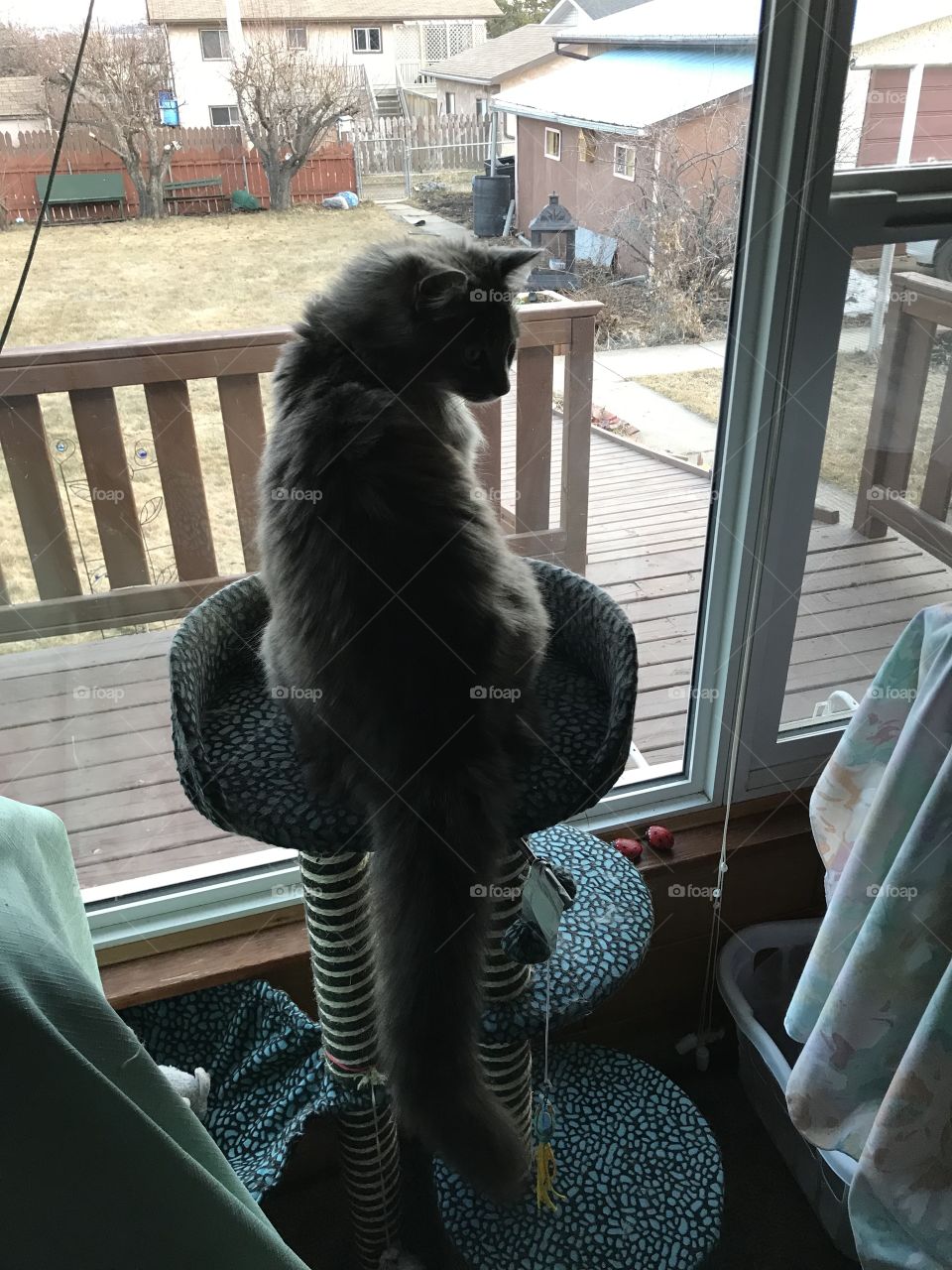My parent’s cat sitting on top of her perch.