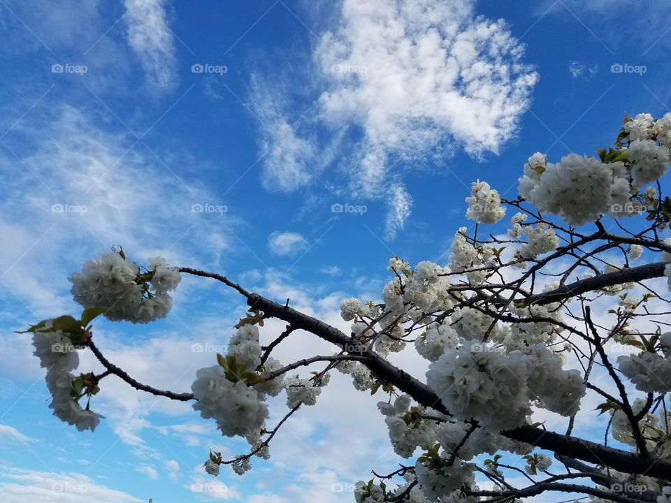 sky blossoms