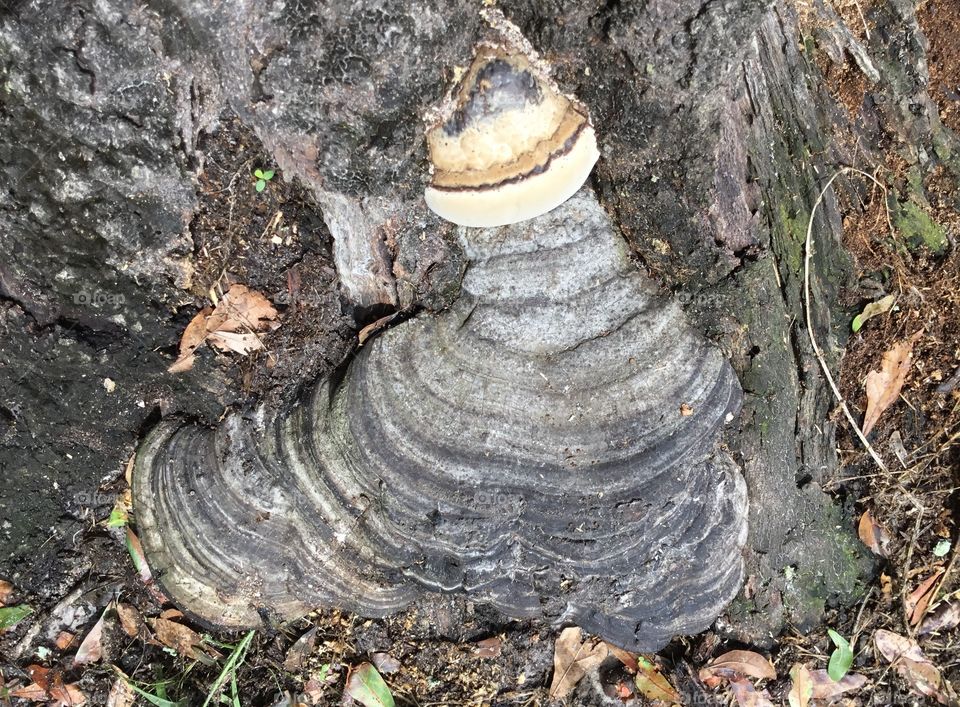 Cool mushrooms growing around the base of a South Georgia tree in the woods. 