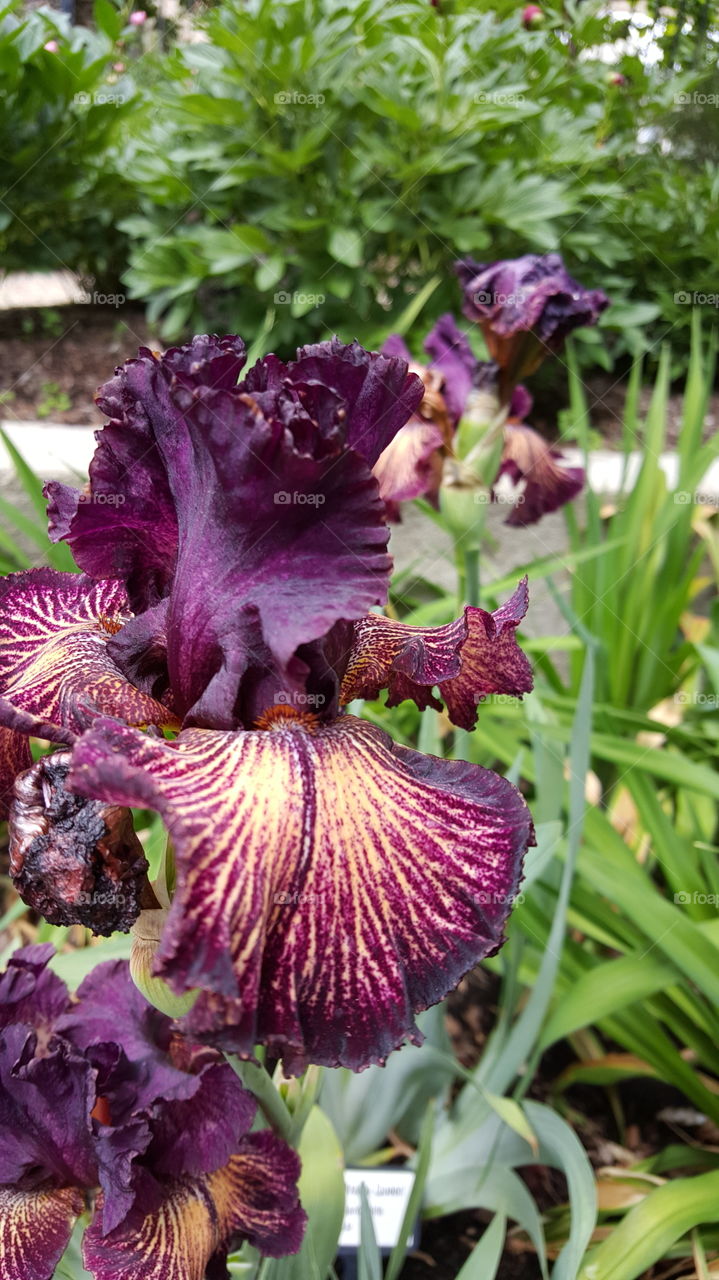 Royal Iris. deep purple with gold colored iris