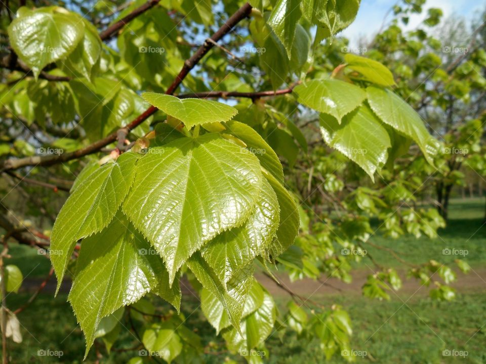 Leaf, Nature, Flora, Tree, Growth