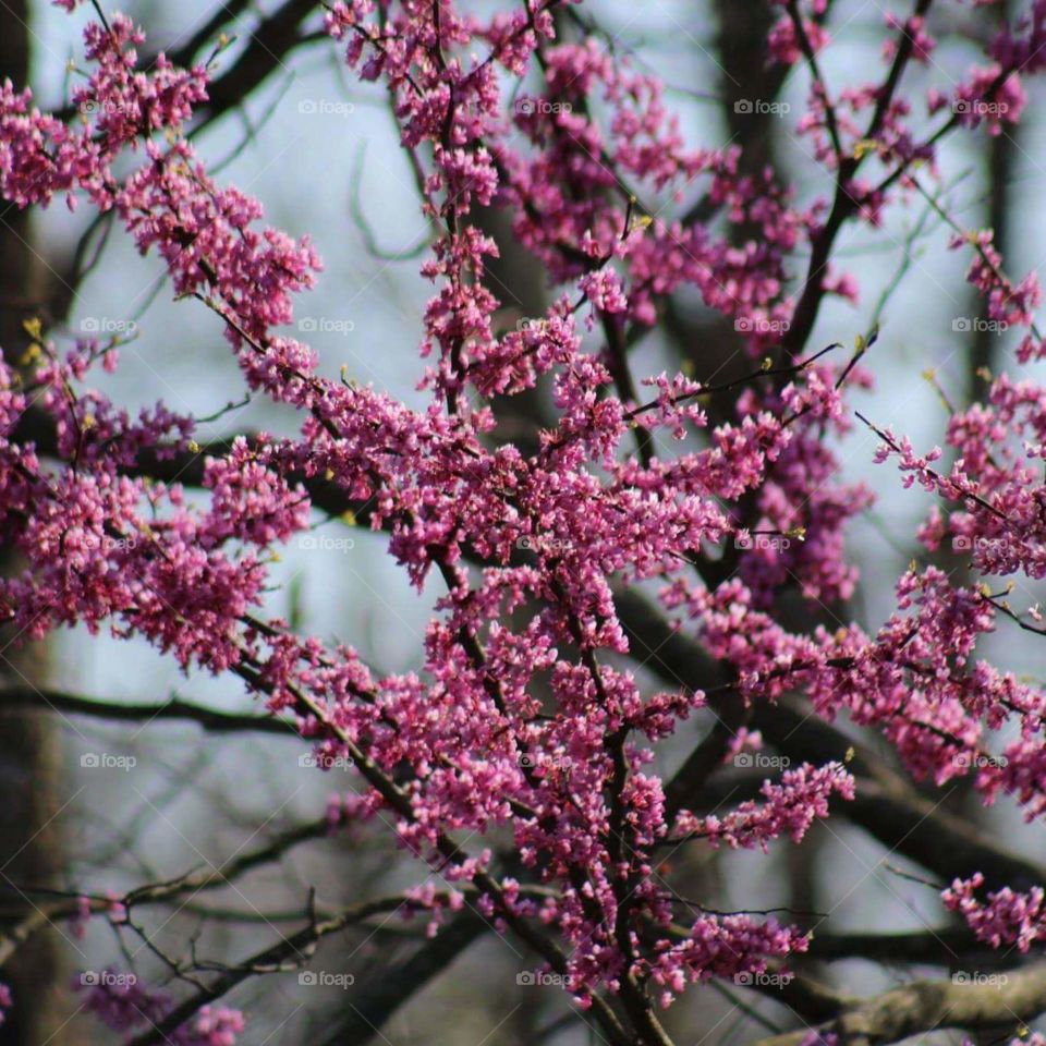 redbud tree