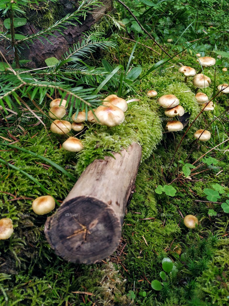 Mushrooms on the log