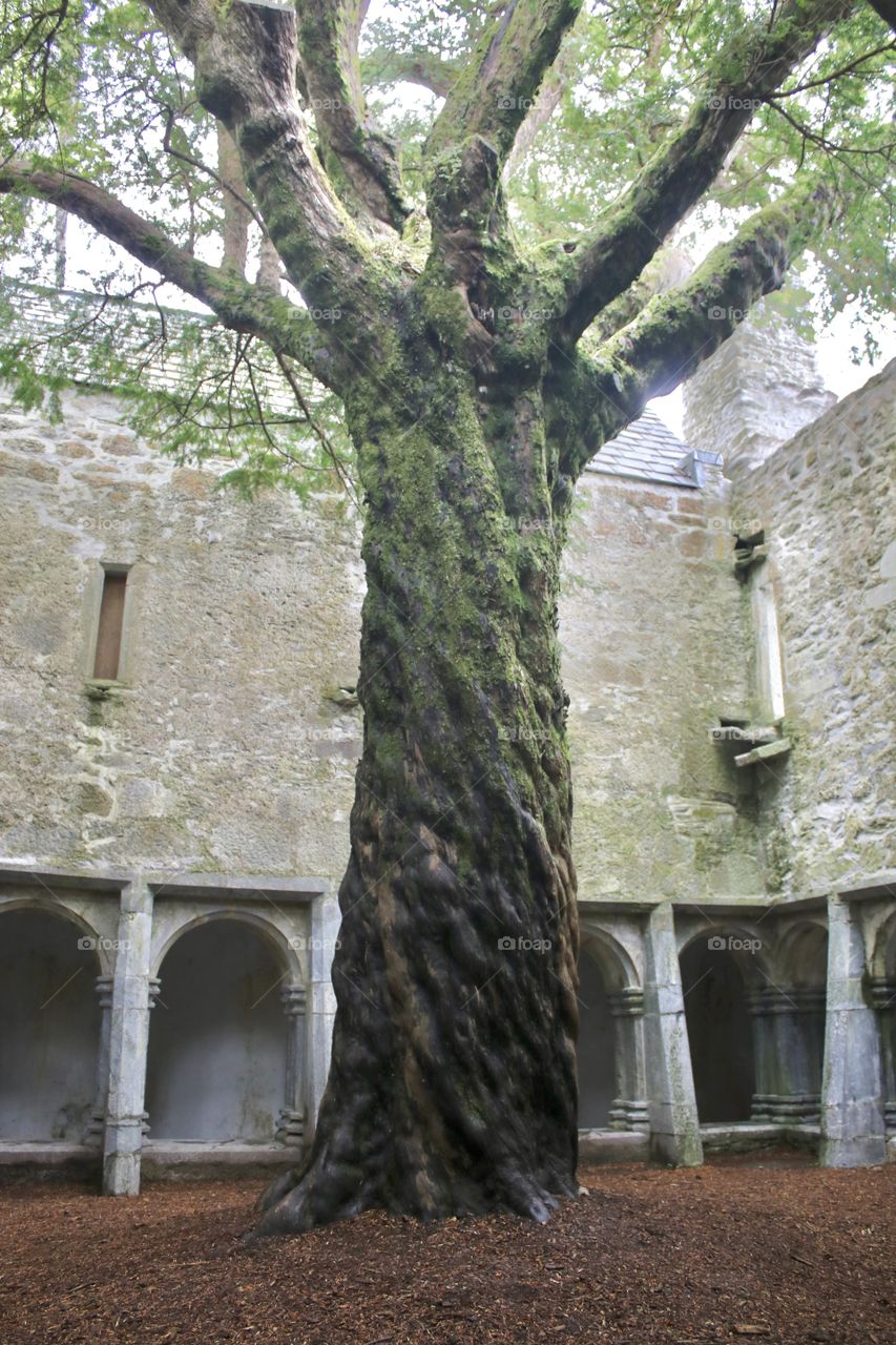 Old building and tree 