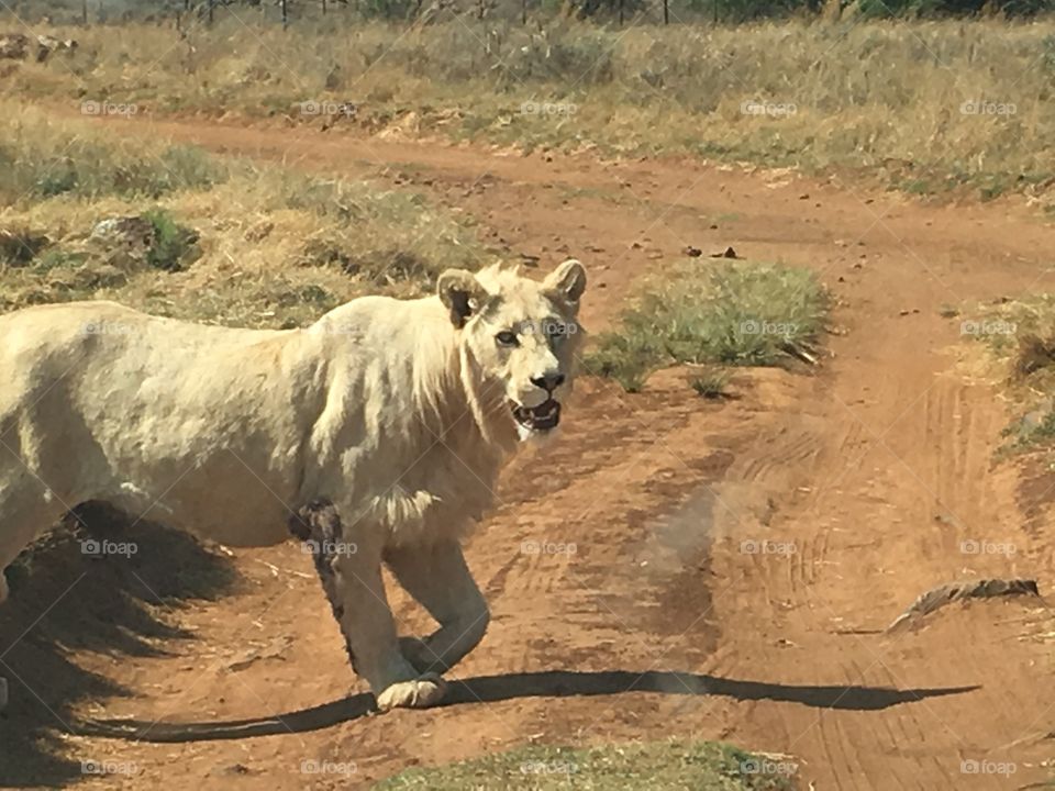 A young white lion crossing the road in the Lion and Rhino park in South Africa