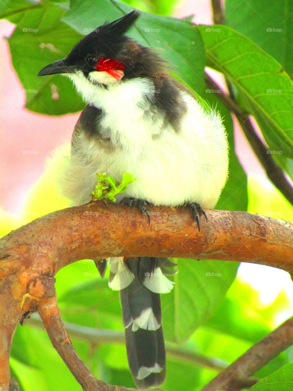 The red-whiskered bulbul (Pycnonotus jocosus), or crested bulbul, is a passerine bird found in Asia. It is a member of the bulbul family.