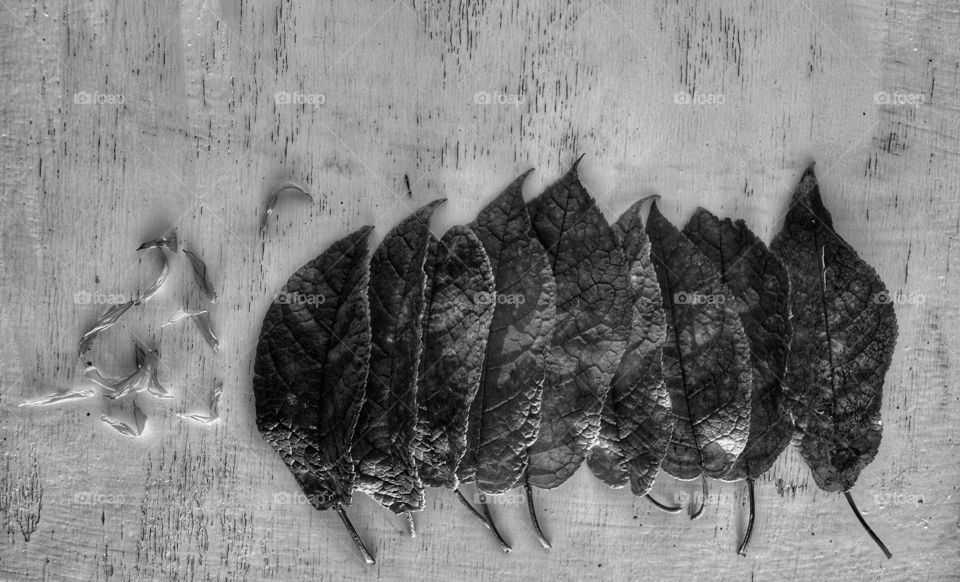 People, Old, Vintage, Group, Retro