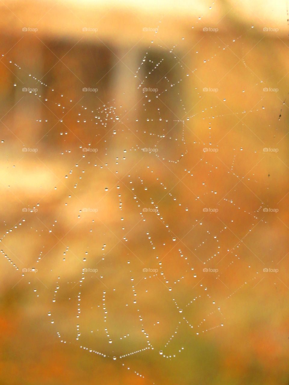 cobweb