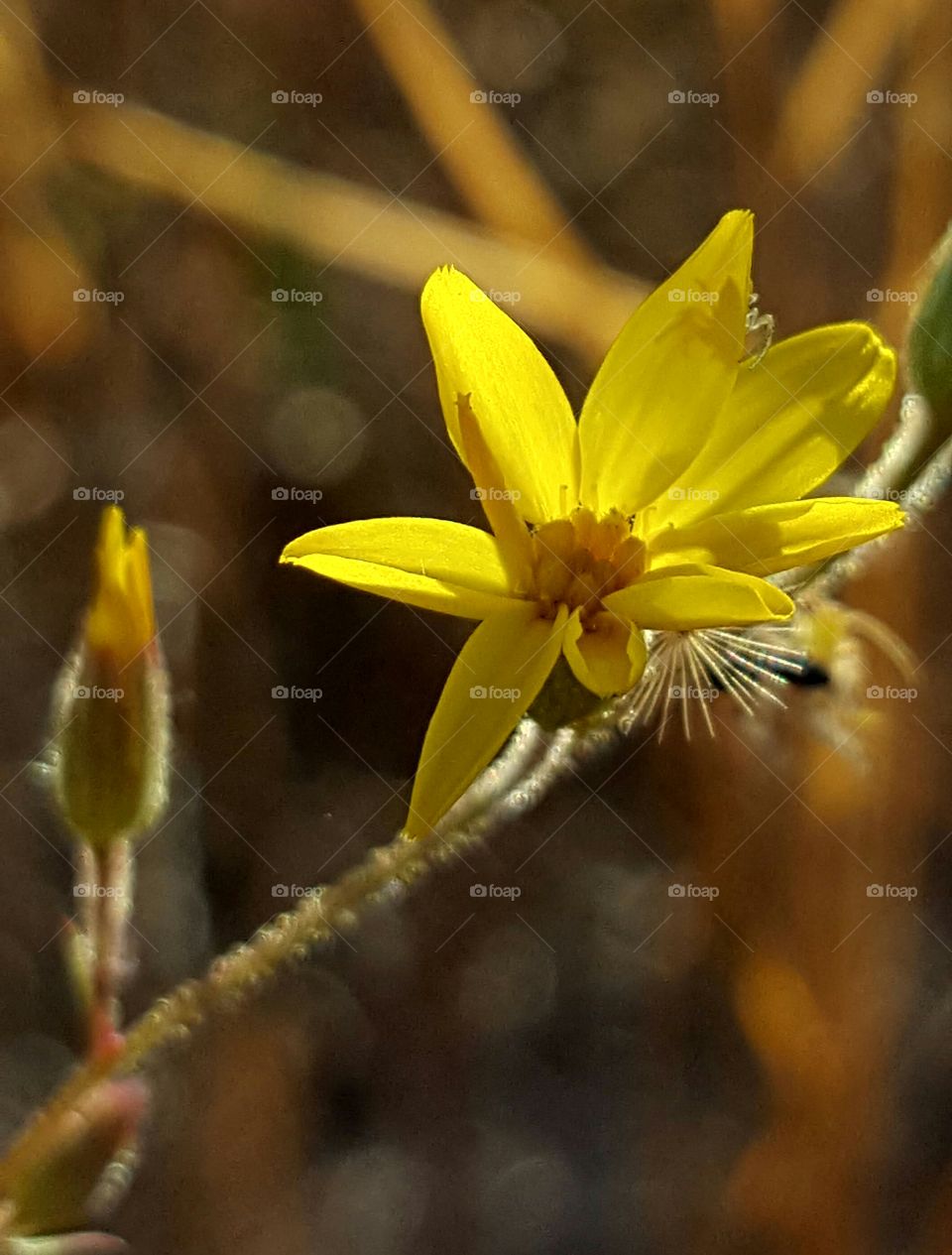 Flower, Nature, No Person, Flora, Leaf