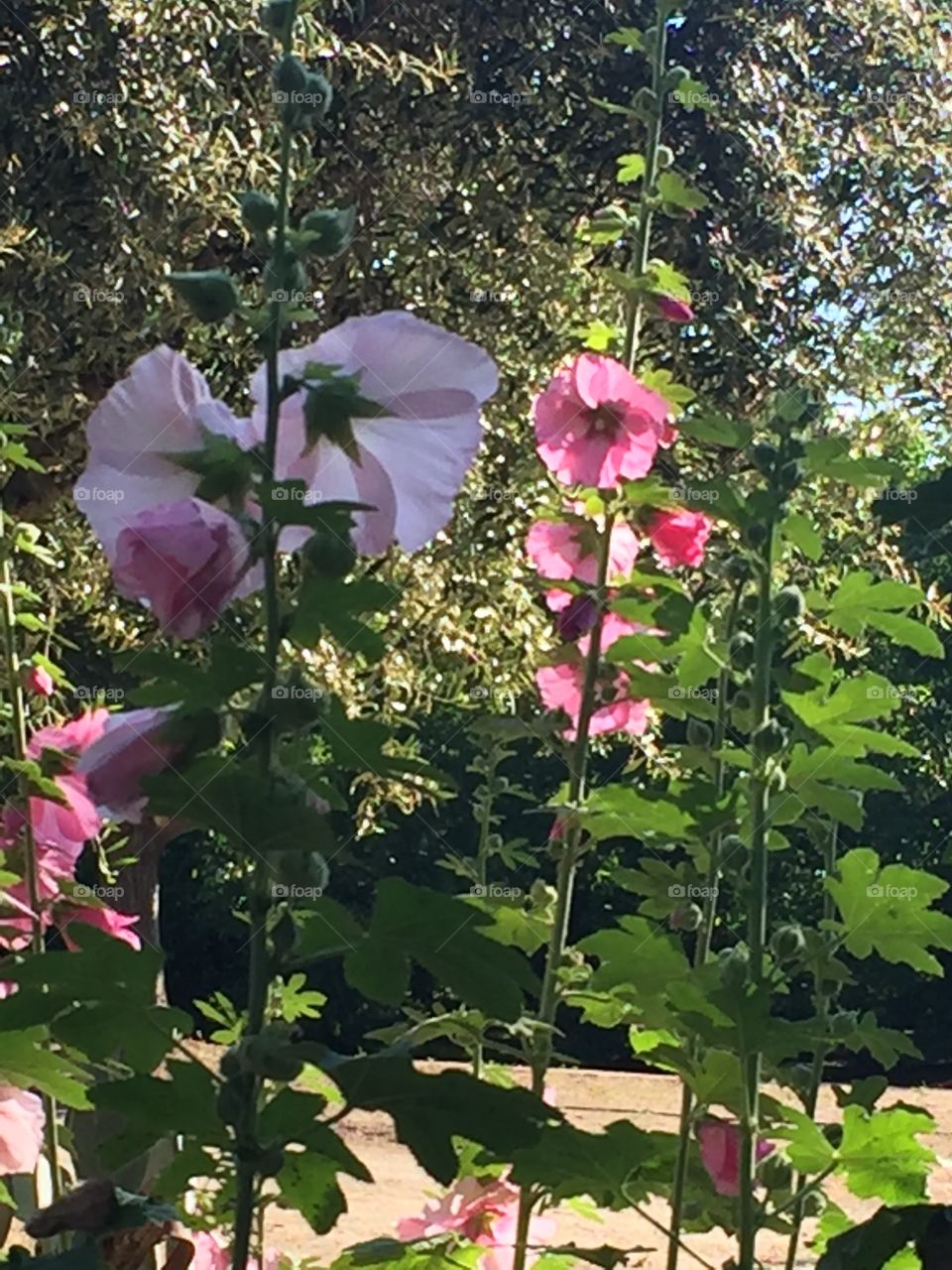 Hollyhocks greet the day and bounce sunlight back to the darkness of a walnut orchard. 