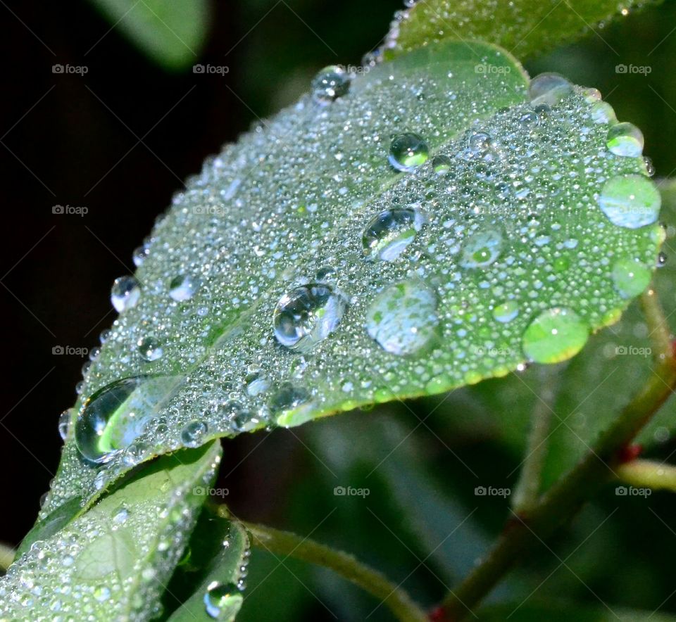 Shimmering dew on leaf