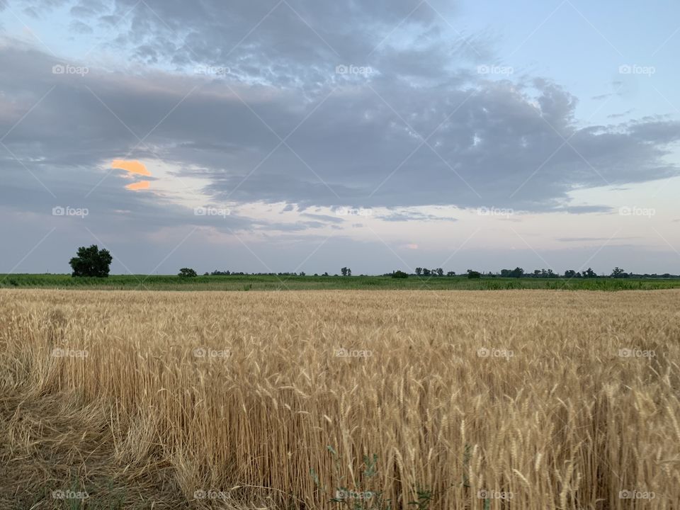 Fields, evening, summer, clouds over fields, thru the fields, barley