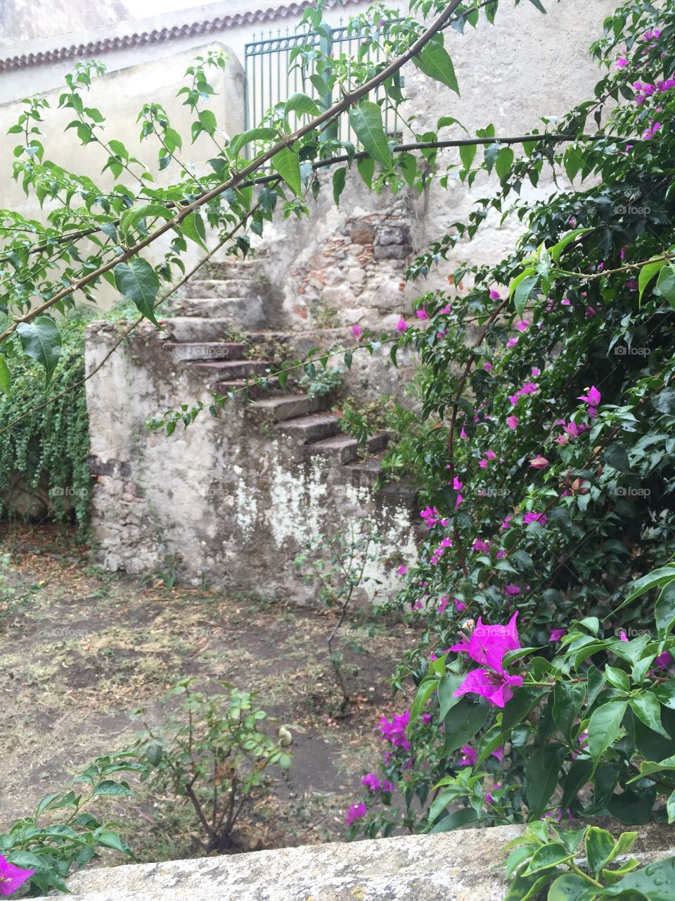 Garden in Lipari, Italy