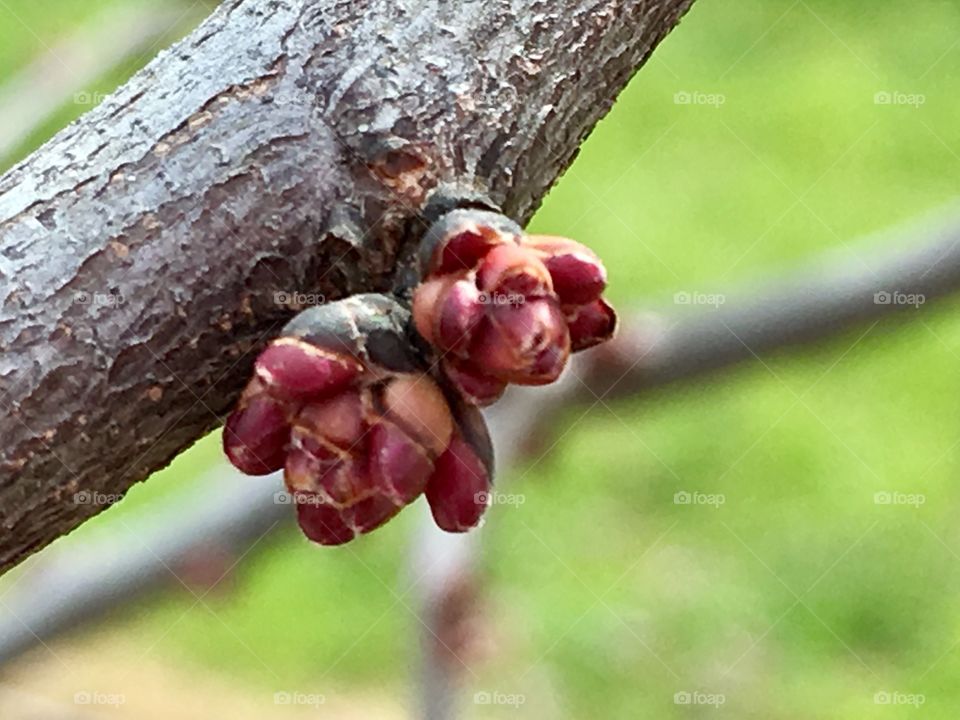 New buds of spring 