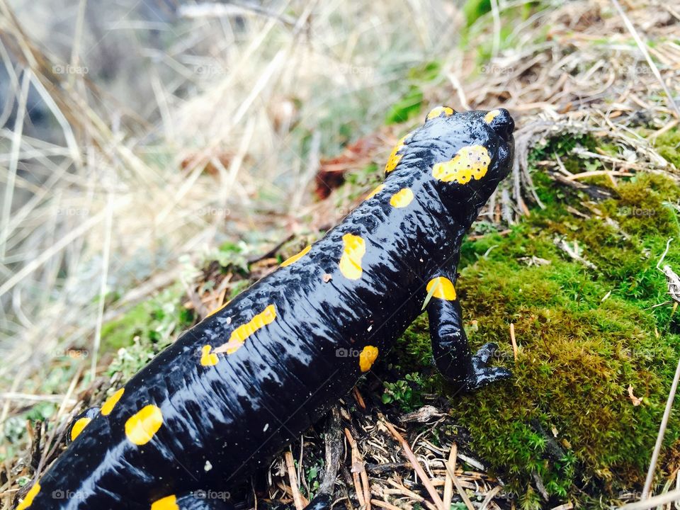 Black salamander with Yellow spots
