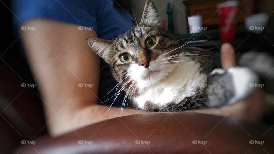 Kitten looking at camera