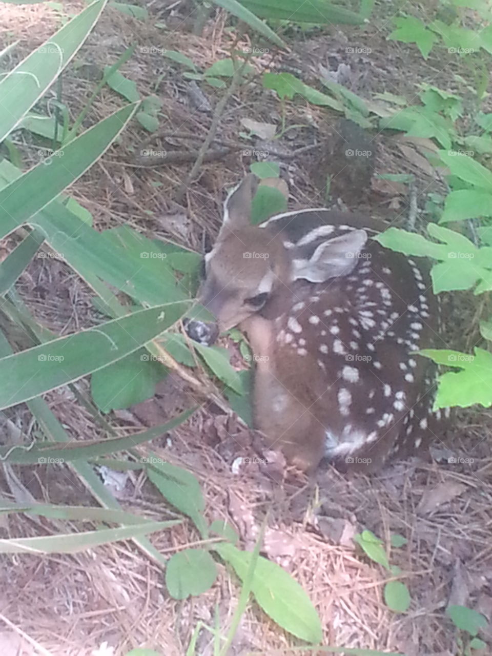 Fawn cuddled up