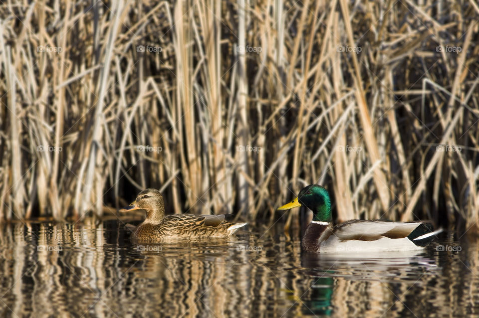 Male and female mallard ducks swimming