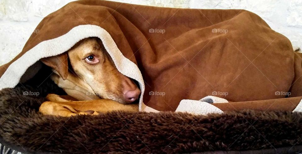 Dog covered with blanket