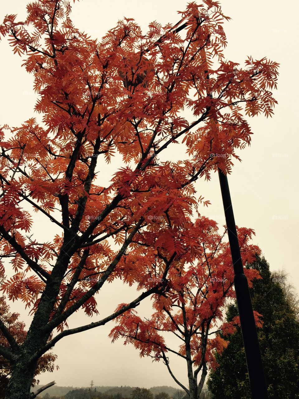 Rowan tree in autumn