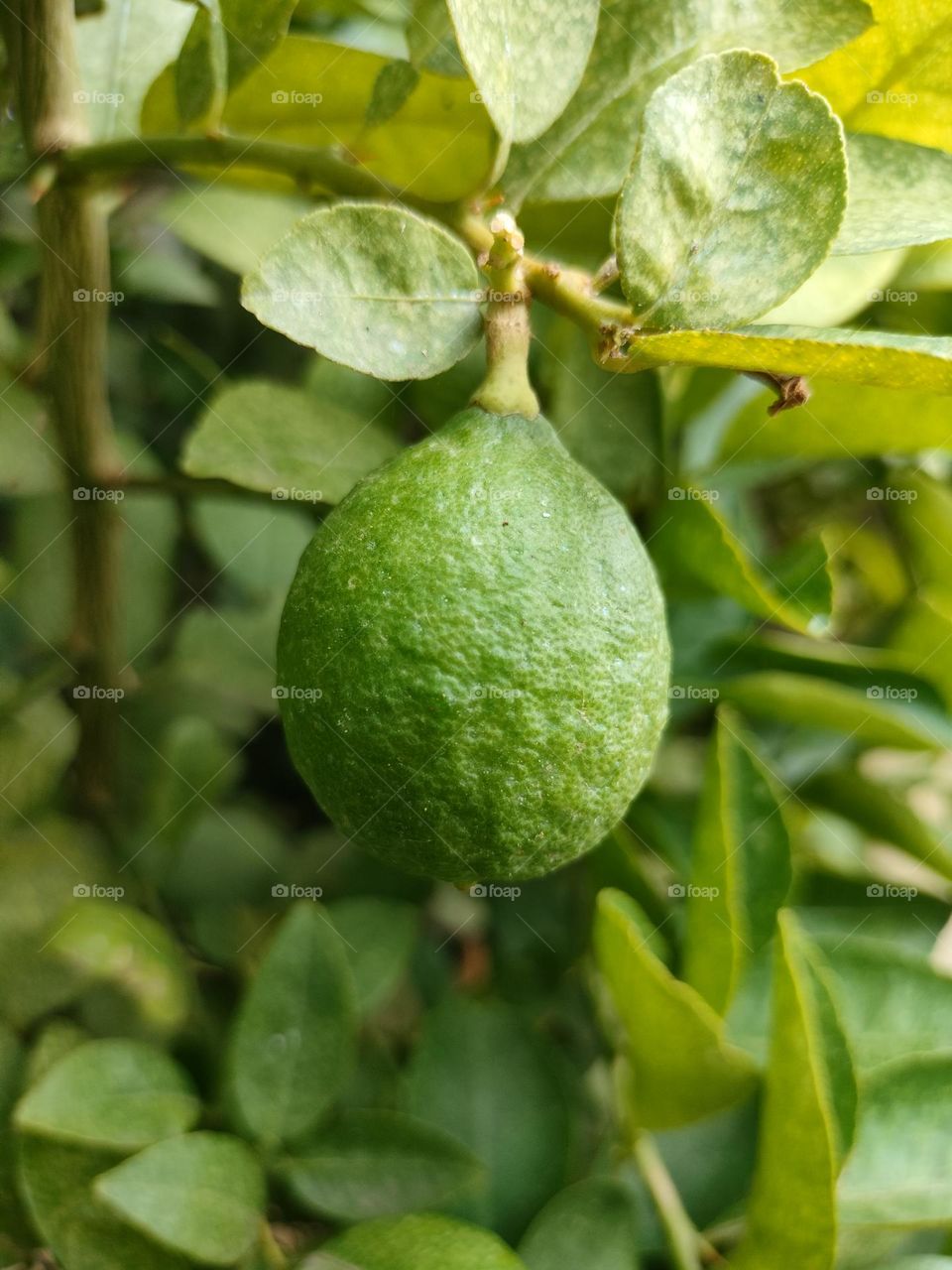 lemon Tree With Fruit