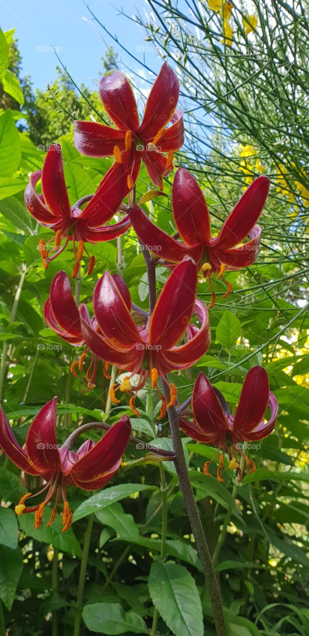 Beautiful Lily Flowers