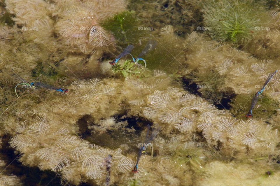 Couples Of Damselflies Mating