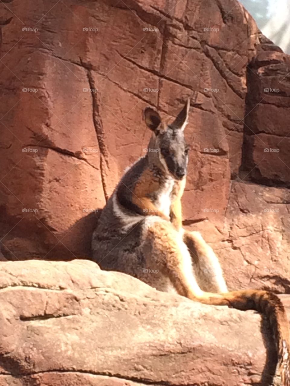 Beautiful  animal on the rock 