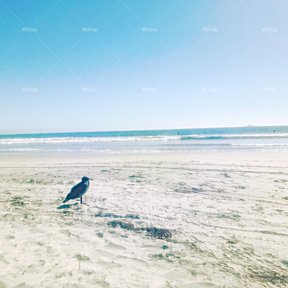 Like seagull on the beach 