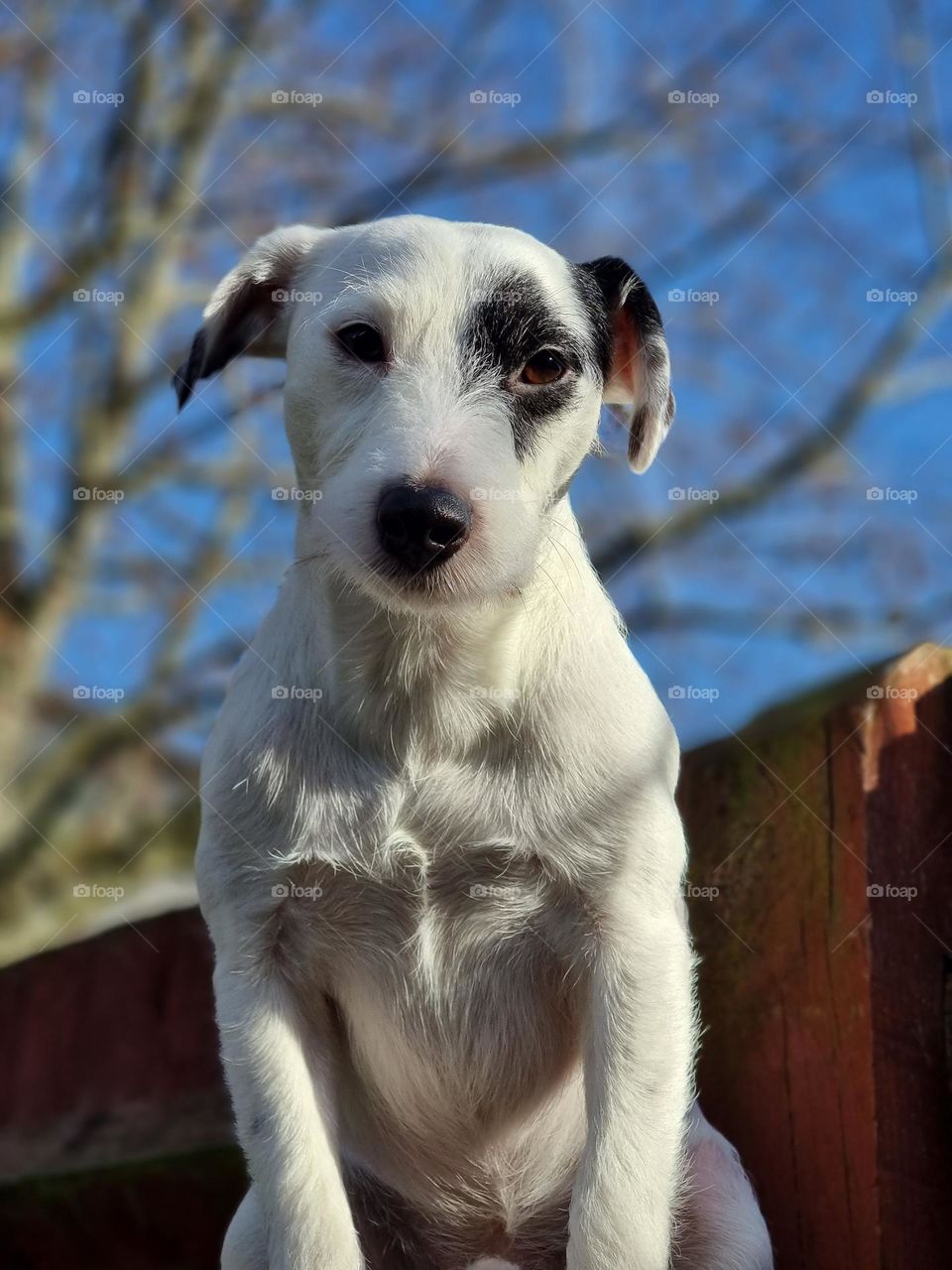 Parson Russell Terrier