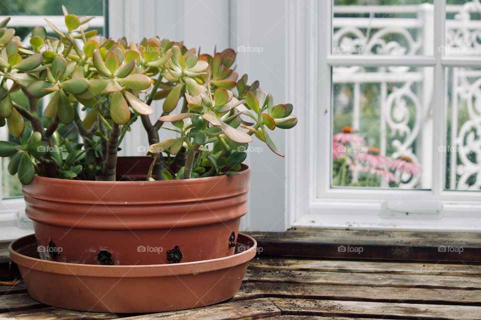 Gardening in the greenhouse 