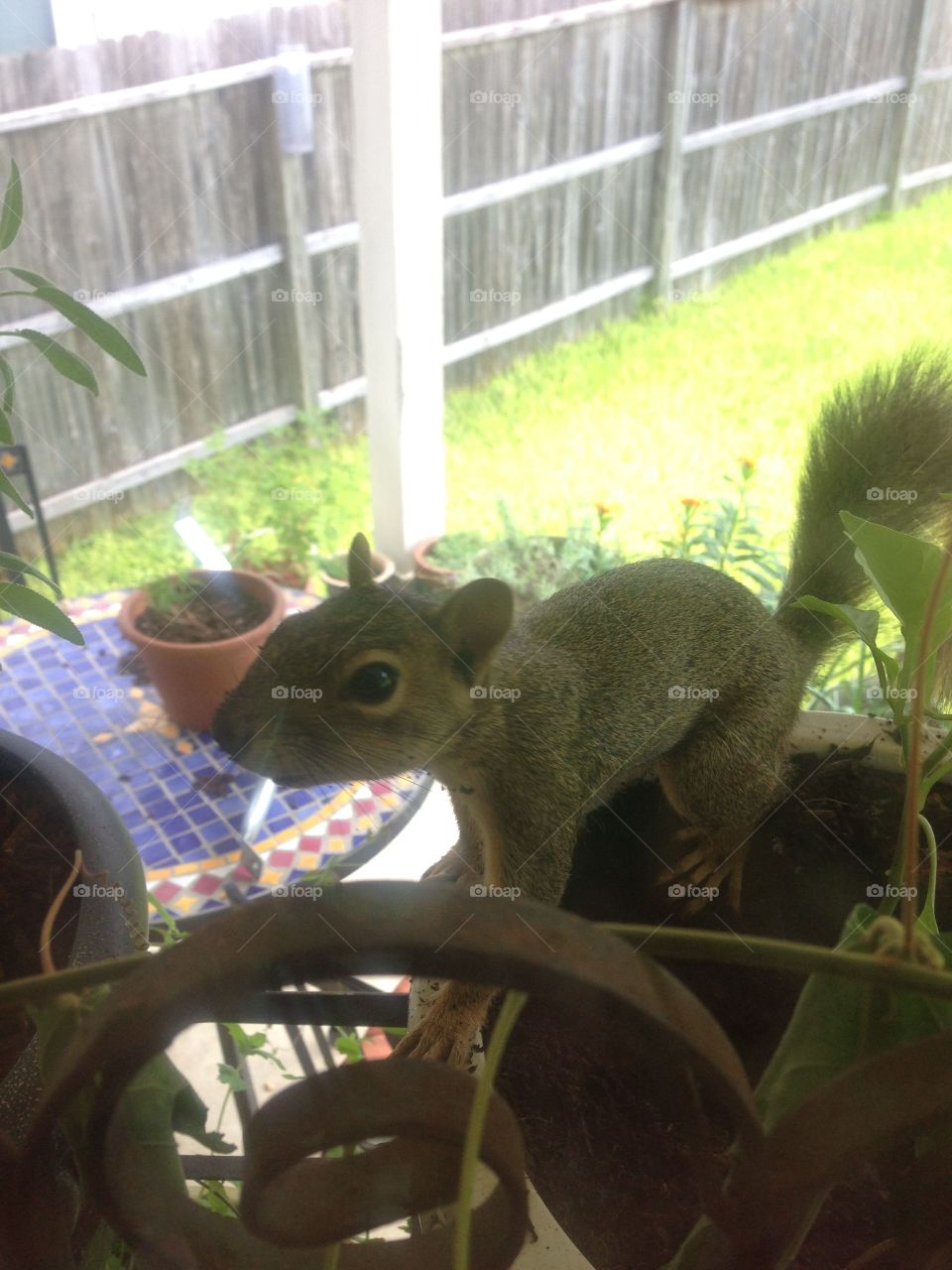 Baby squirrel sitting in a potted plant looking in a window, flowers and plants on porch, tile mosaic patio table