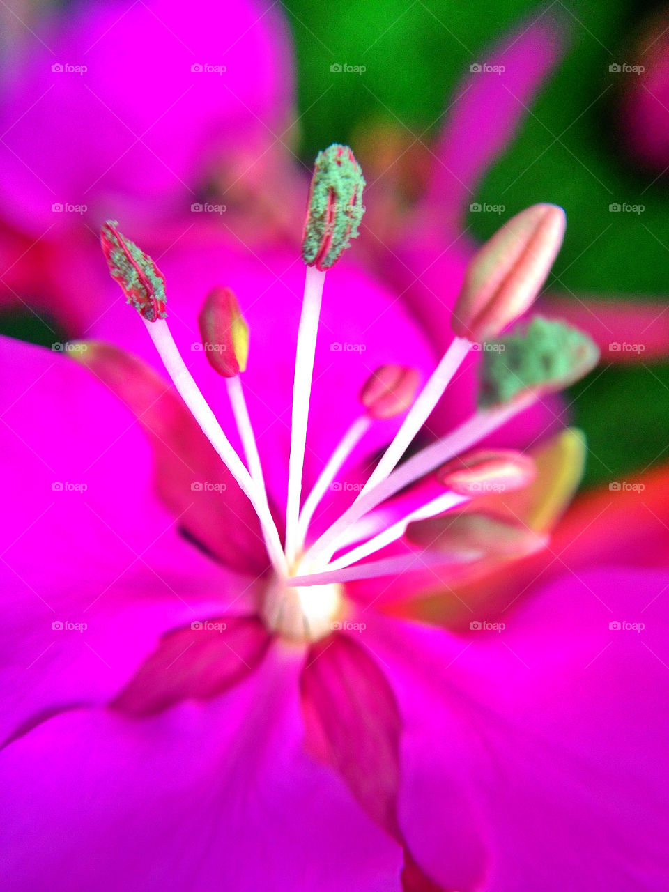 sweden garden flower purple by elluca