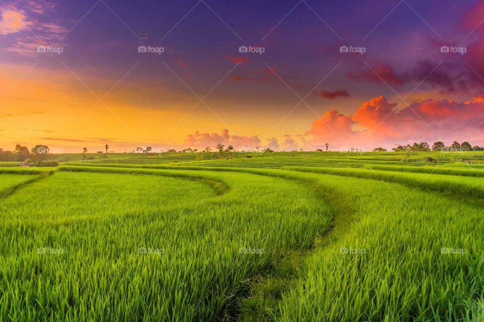 sunrise in the morning at rice fields