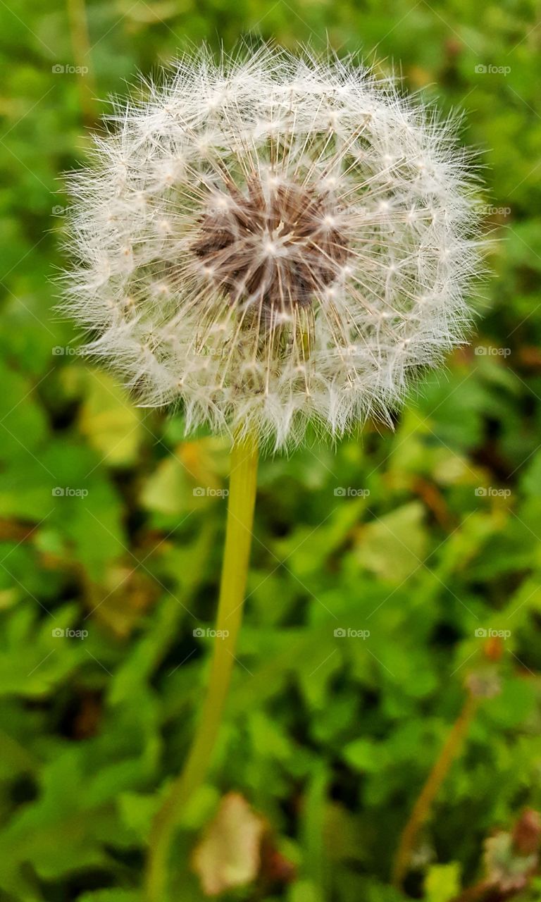 Closeup photo of a dandelion