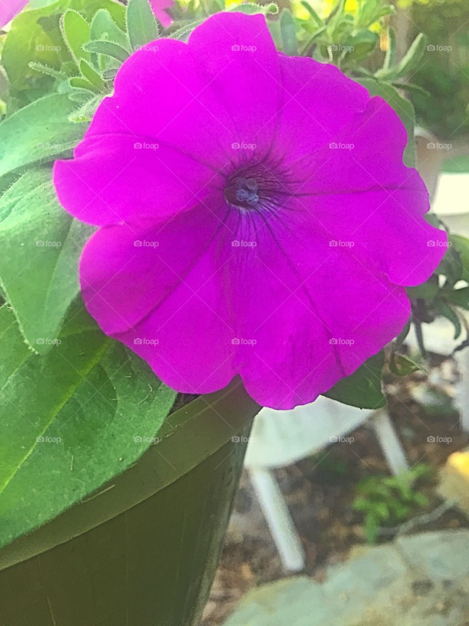 Purple flower