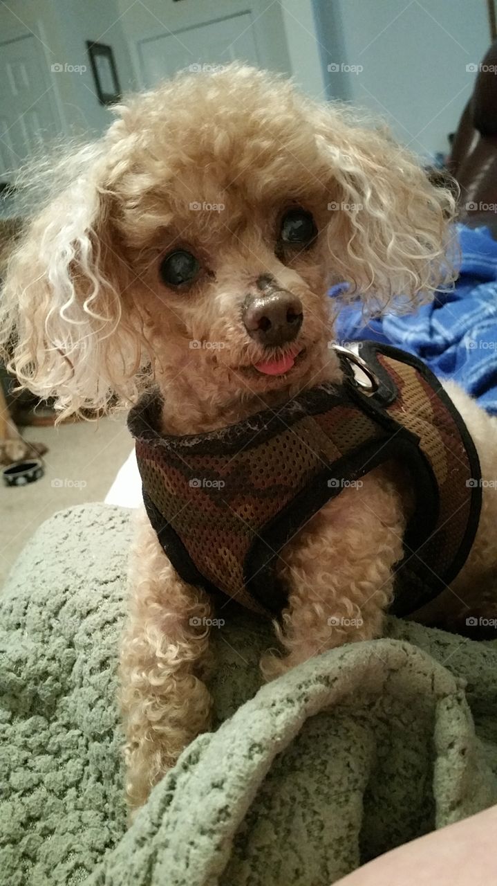 Poodle posing for the camera