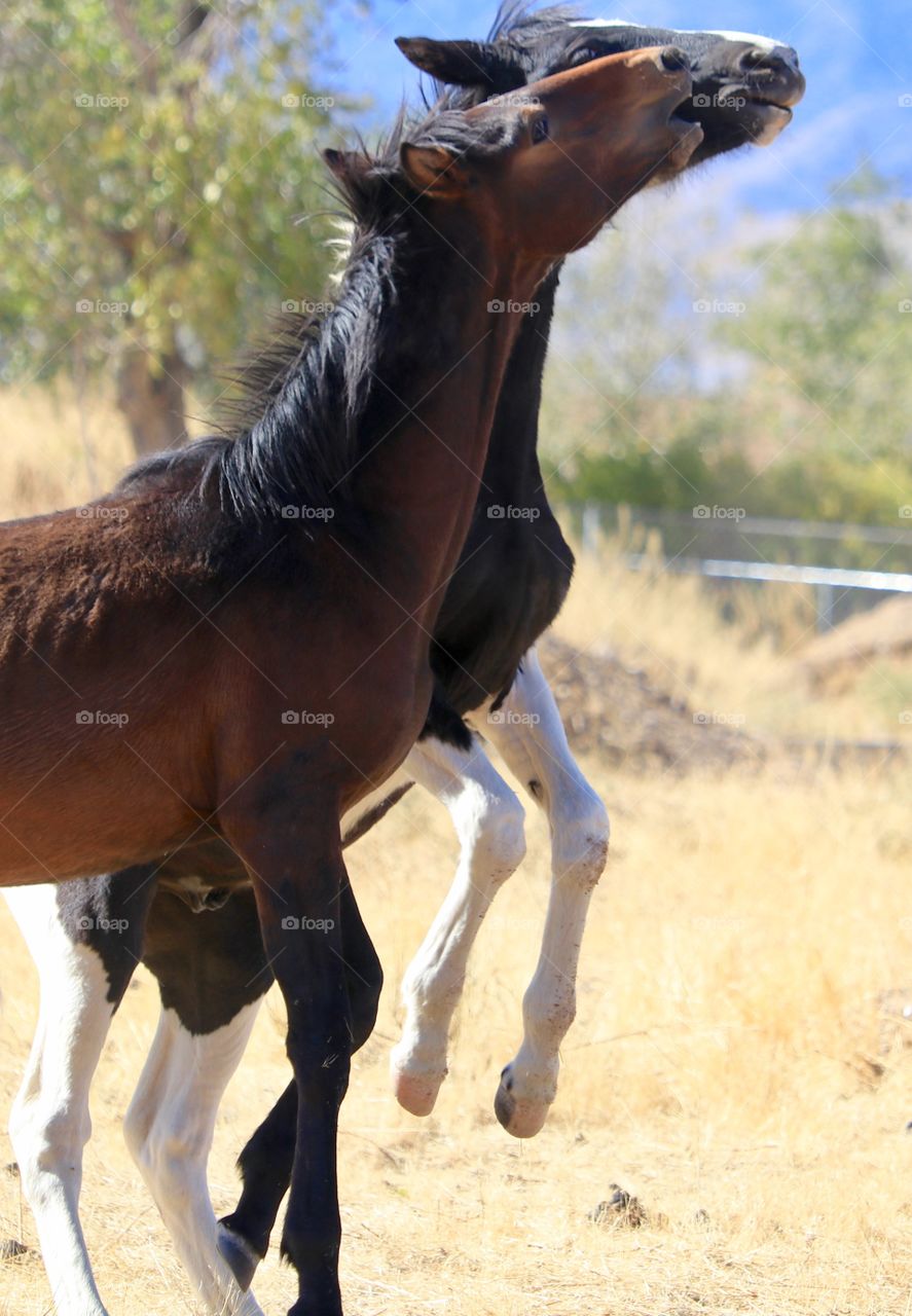 Two wild mustang colts playing together head to head 