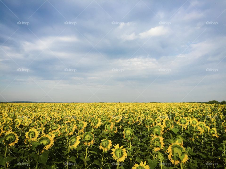 Field of sunflowers with dark storm clouds on the sky