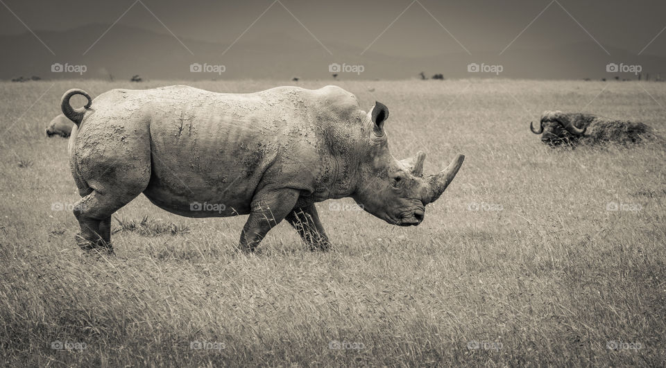 Southern white rhino 