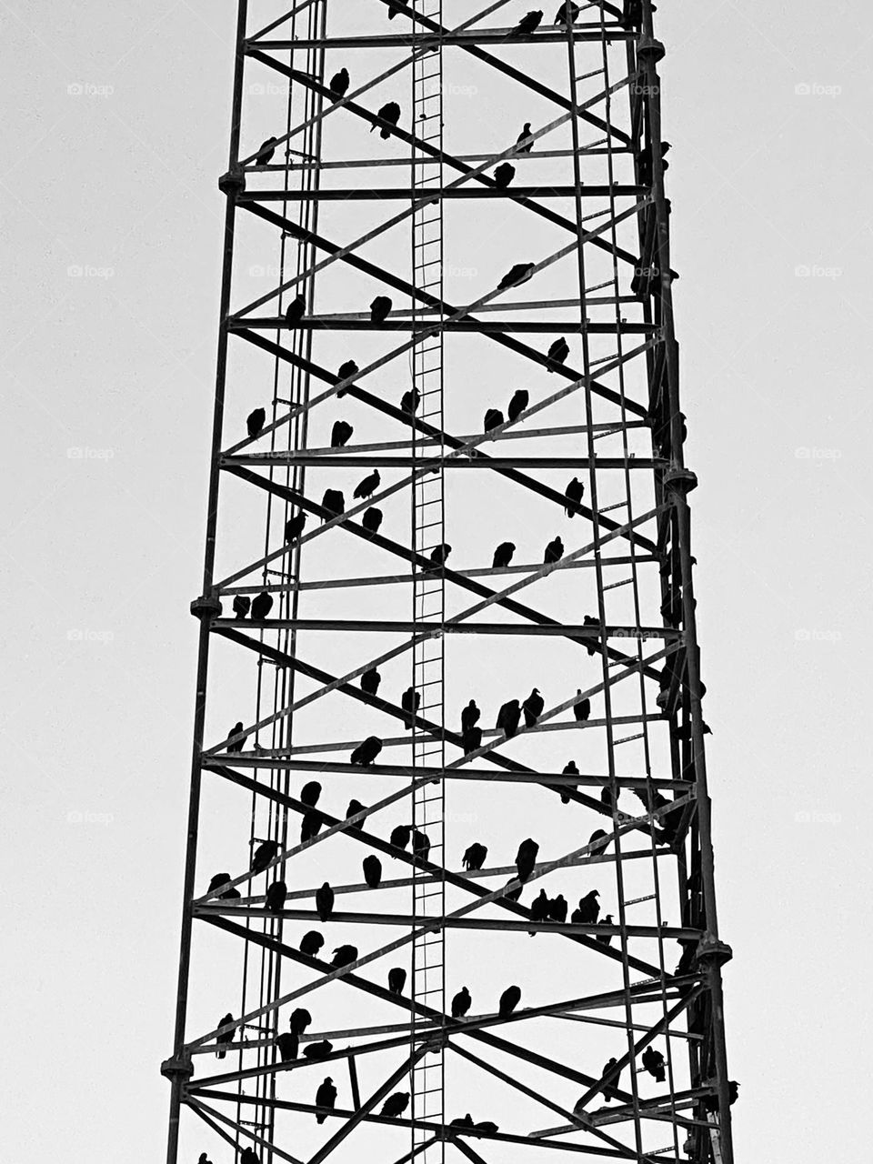 Birds on a tower