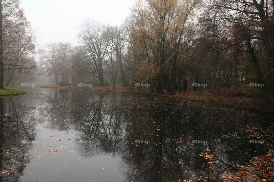 dense trees and reflection