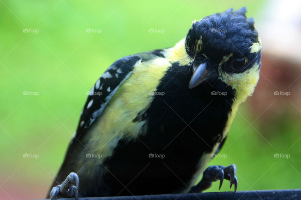 A bird looking for food