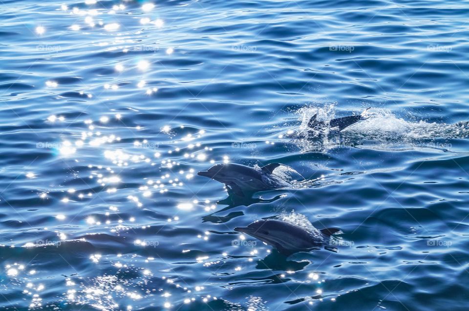 Blue water and dolphins