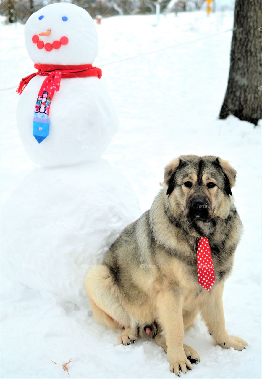 Cute dog with tie with Snowman